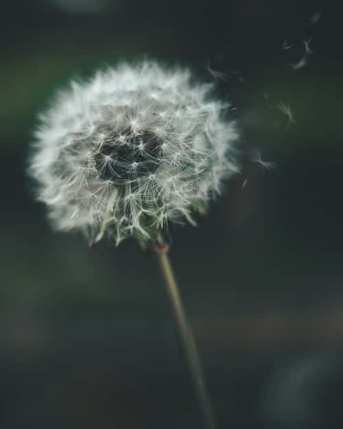 dandelion memory