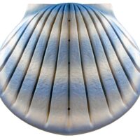 Sea Shell Water Urn - Blue