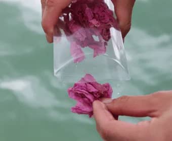 biodegradable petals for ashes