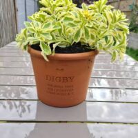 memorial plant pot