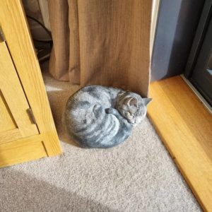 sleeping tabby cat urn
