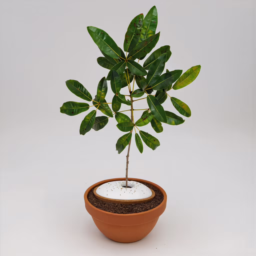 spiritree planting